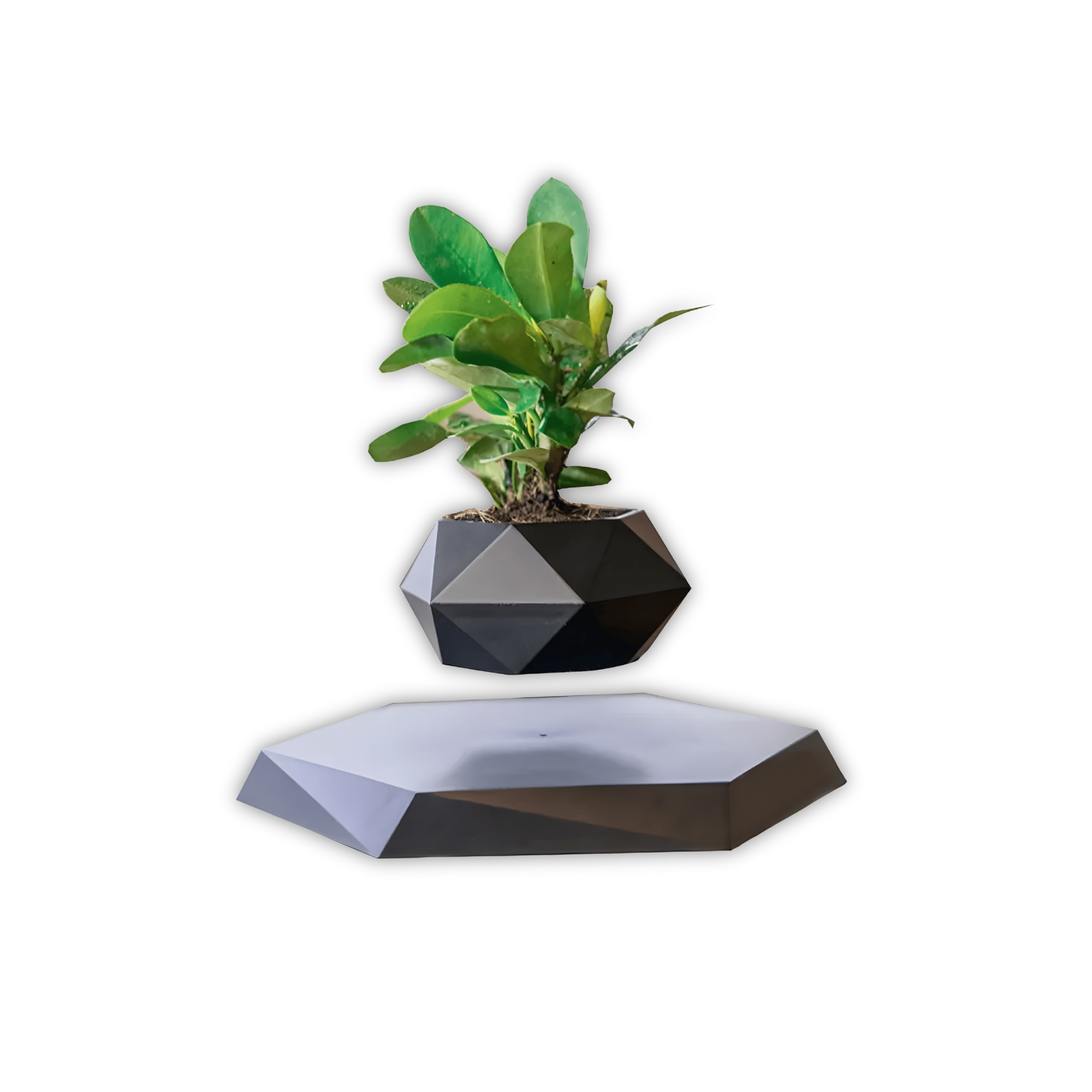 Graviflora - Levitating Plant Pot