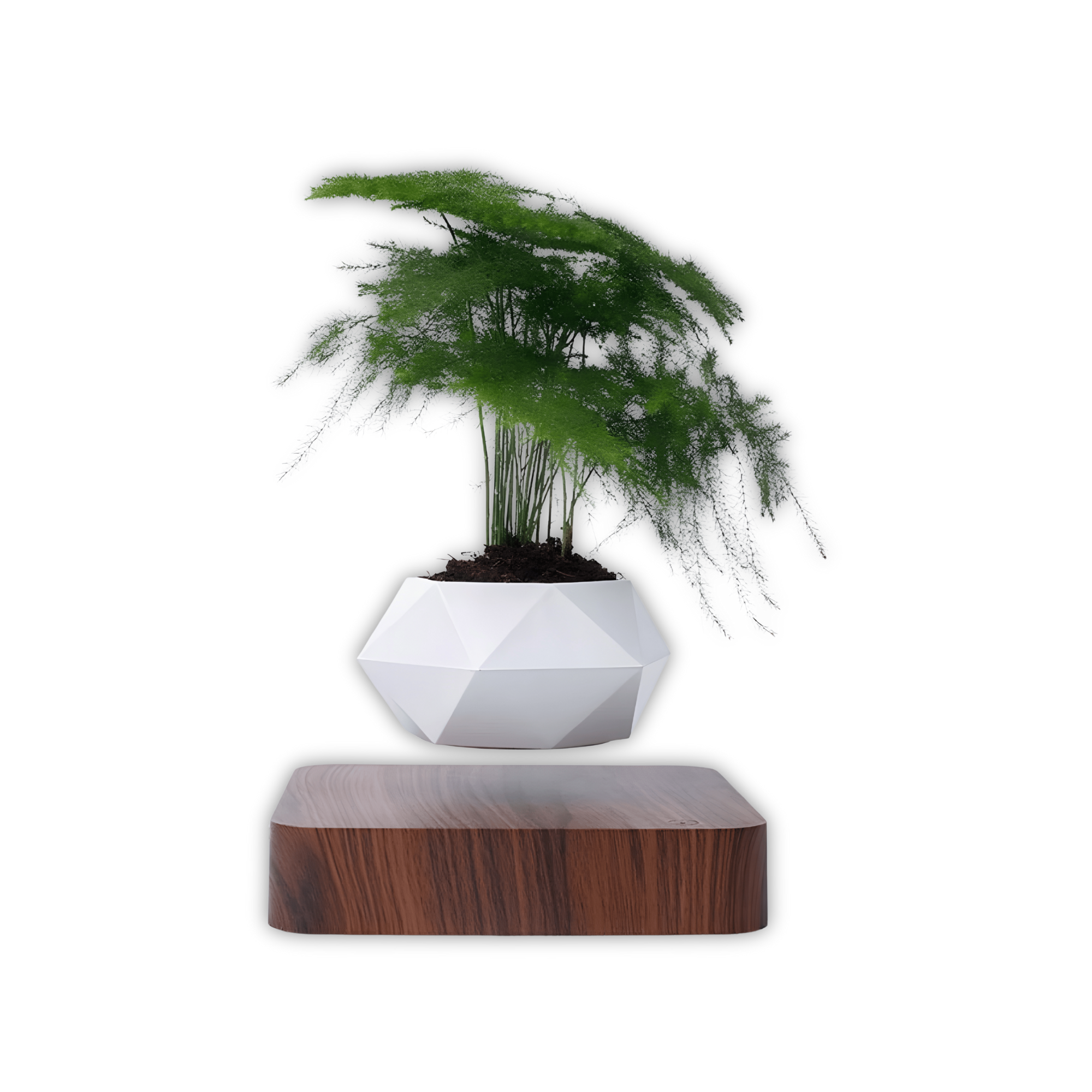 Graviflora - Levitating Plant Pot