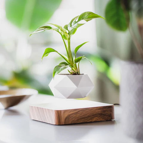Graviflora - Levitating Plant Pot